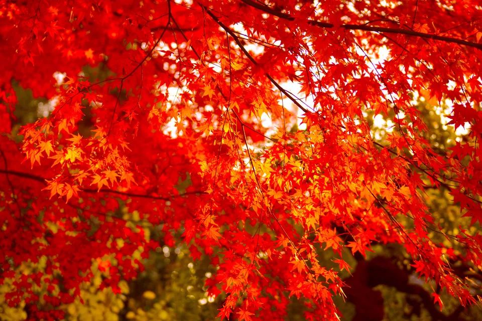 上海厉害了,厉害了上海