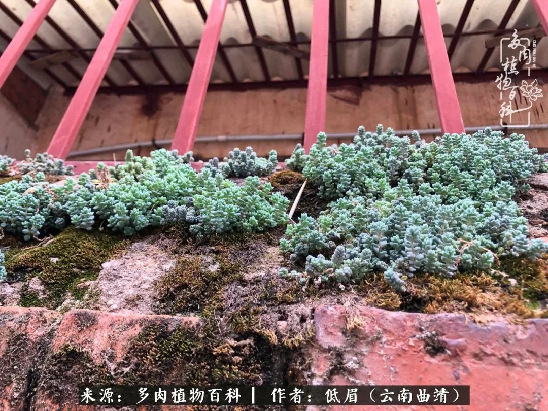 多肉看多了审美疲劳,今晚上点不一样的野味