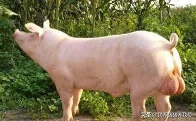 怎么计算正常存栏猪群结构,猪群存栏怎么计算