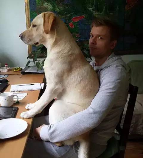 狗狗为什么不喜欢主人亲它嘴,狗狗能看懂主人的亲昵行为吗