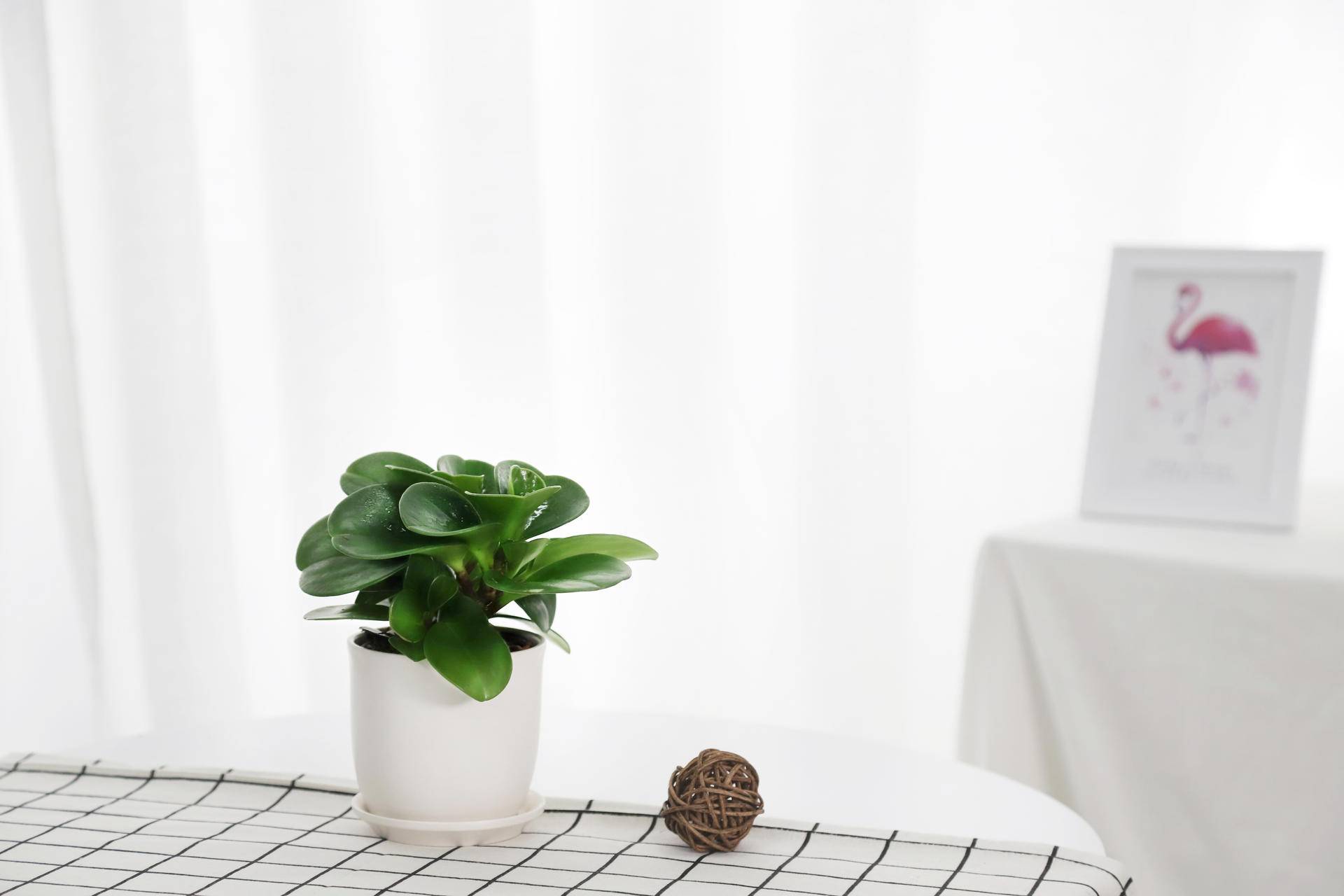 碧玉莲的养殖方法和注意事项盆栽,碧玉的养殖方法和注意事项