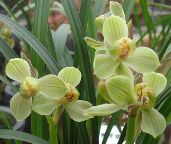 春剑玉露兰花品种介绍,春剑红素兰花品种价格一览表