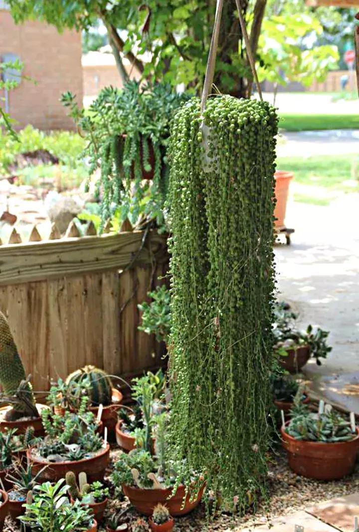 多肉吊兰哪种比较好养,哪种吊兰多肉耐寒耐晒