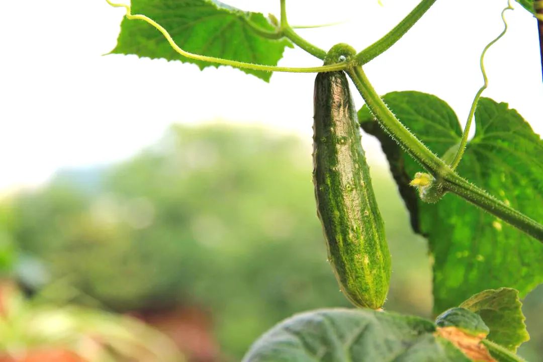 6步在阳台上栽种黄瓜，解开黄瓜生长过程中遇上的栽培难题