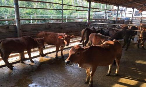 农村小规模养牛怎么赚钱,养牛户如何获得最大利润