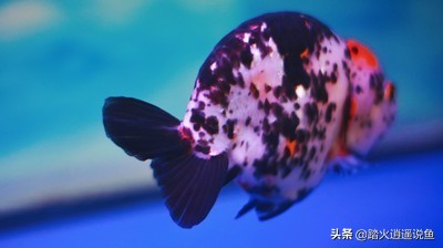 兰寿养好的关键,头肉对身体不好吗