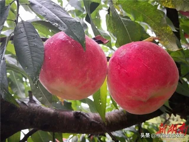 今年桃子苗有什么好品种,什么品种桃子市场行情好