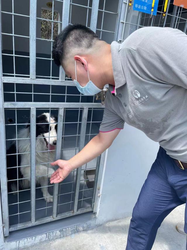 全国最大的流浪狗救助基地,流浪狗救助基地400只大型犬