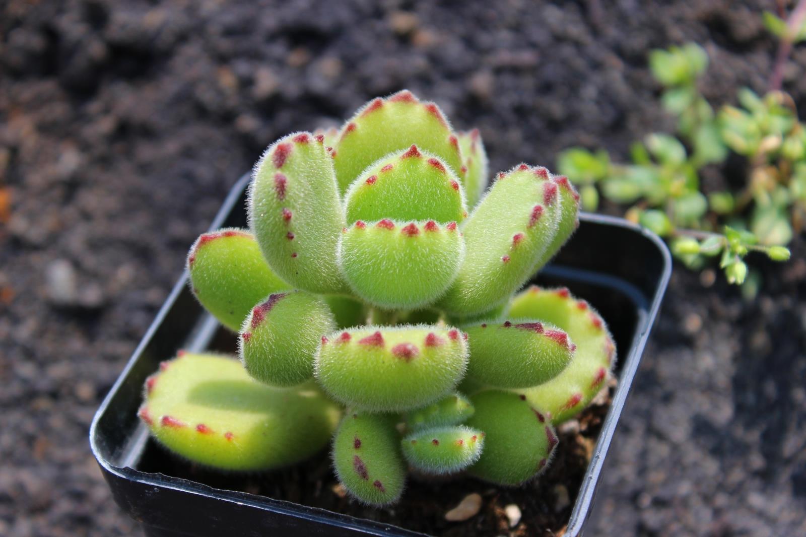 养花也要经历九九八十一难,养花的苦恼有哪些