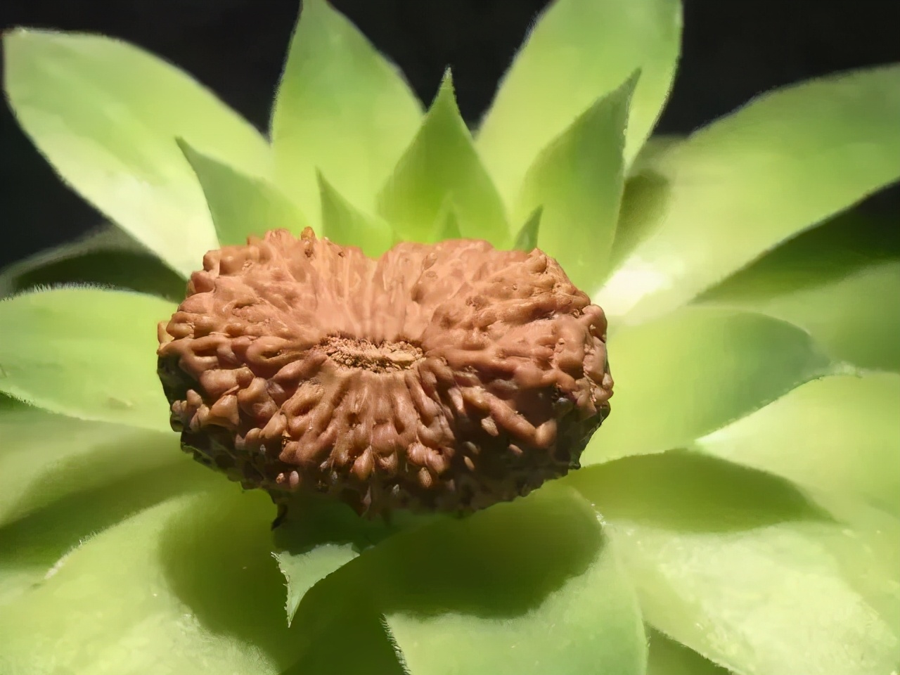 小金刚菩提子纹路图解大全,金刚菩提脖串什么纹路的好