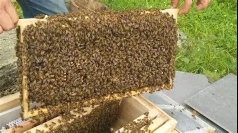 蜜蜂春繁遇到下雪怎么办,蜜蜂春繁蜂箱怎么处理