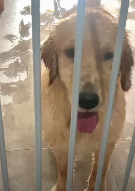 金毛把家淹了后续,金毛被阉