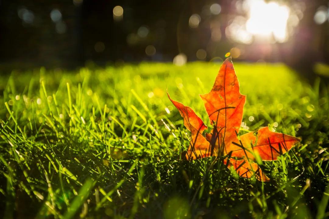 那一刻我长大了五年级500字,那一刻我长大了作文五年级500个字