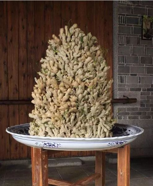 盆里种的姜不拔出来过冬会烂掉吗,盆栽生姜生长多长时间能收获