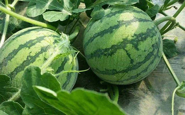 增加西瓜甜度的方法,西瓜怎么提高甜度和产量
