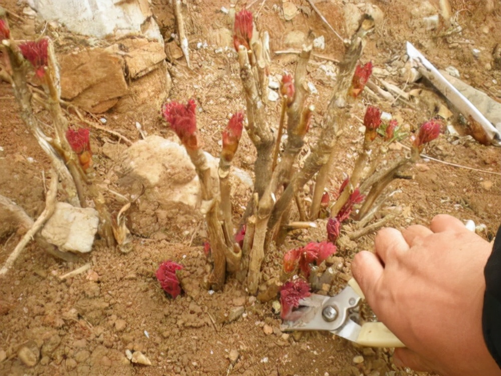 牡丹虽好不结果,牡丹三百年不开花