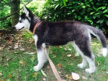 狗界的拆家神器哈士奇,拆家大队哈士奇全集