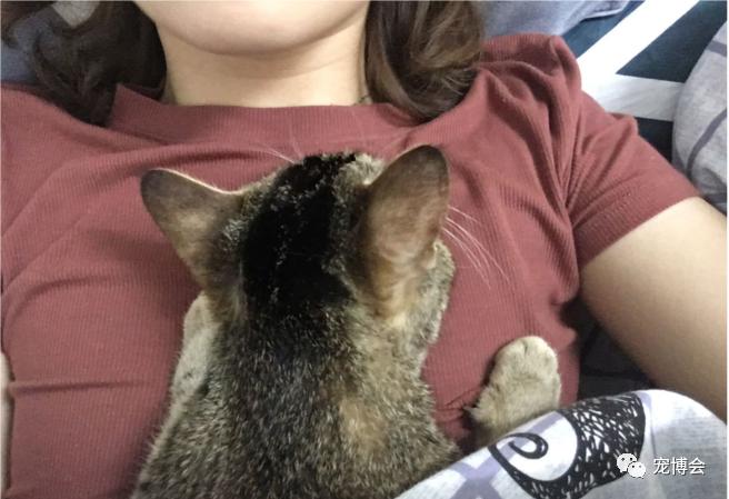 猫猫能舔到全身吗,如果舔猫一口猫会怎样