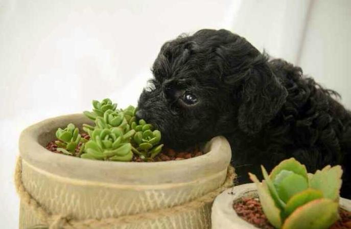 泰迪狗一天喂几次狗粮比较好呢,泰迪狗狗应该喂多少狗粮