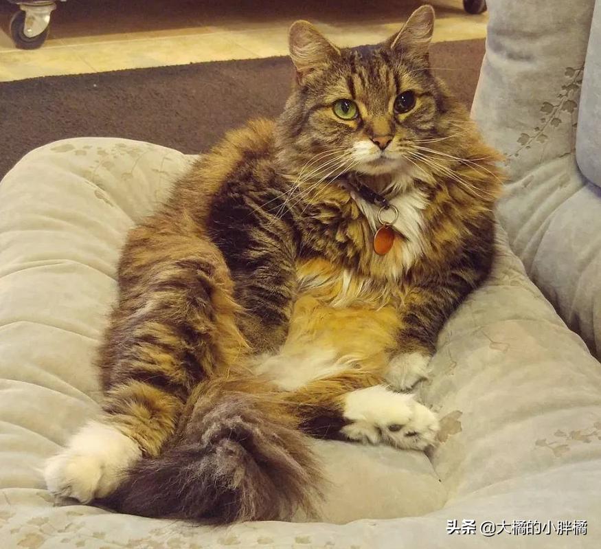 流浪猫站在宠物店门口不肯离去,流浪猫站在宠物店门口