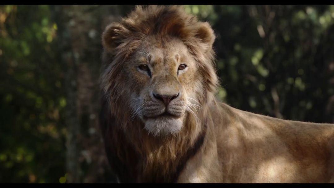 狮子王真实中文版,狮子王现实版