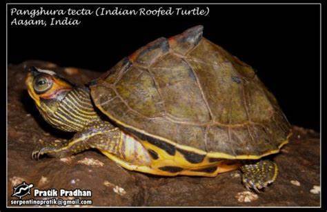 匠志萌宠乐园教学,匠志萌宠