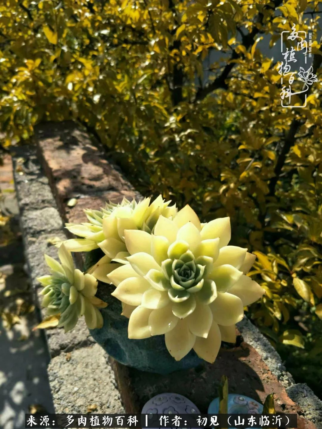 四季颜值在线的多肉,多肉的每一天