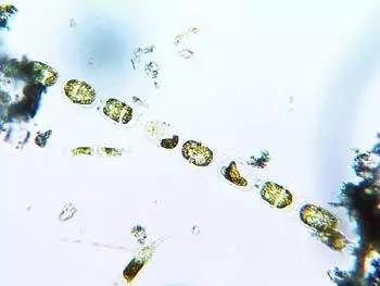 鱼类水产养殖需要哪些藻类,水产养殖显微镜下各种藻类