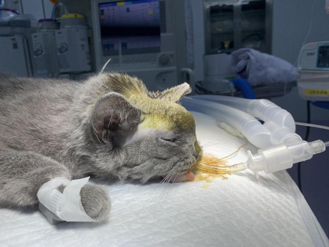 猫咪额头突然肿起来到底是什么原因导致的？你知道吗