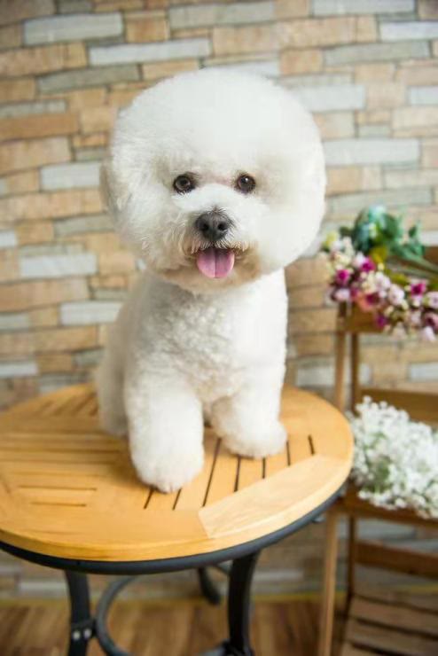 比熊老是吐狗粮怎么回事,比熊把刚吃的狗粮都吐了怎么回事