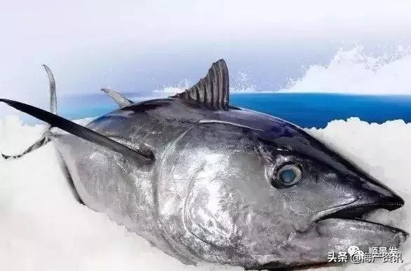 各国海鲜大盘点,今年过年最值得入手的海鲜