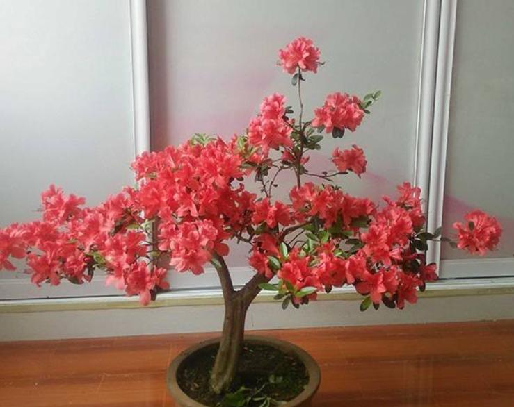 养好杜鹃花有2个条件,用什么方法养好杜鹃花盆栽