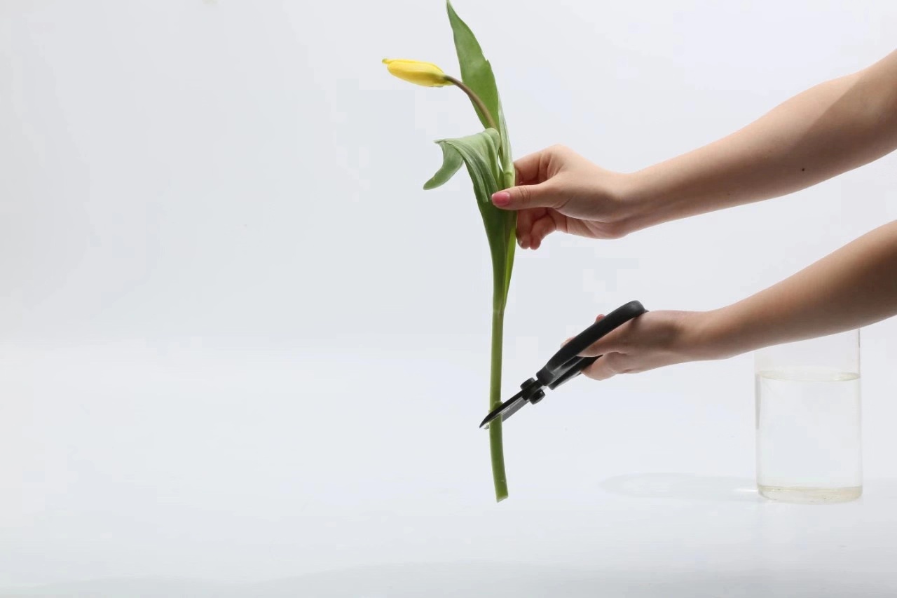 郁金香花茎下垂怎么补救,郁金香花歪了怎么扶正