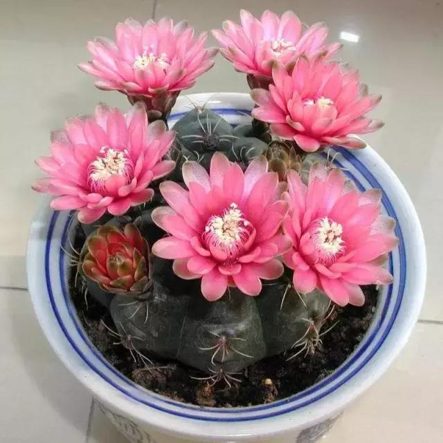 哪种植物花香助眠,安眠植物