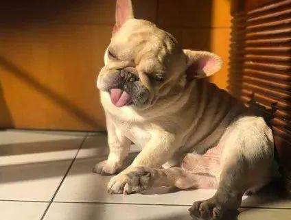 狗狗鼻子褪色的原因以及改善方法,狗狗鼻子上有硬块结痂是什么原因