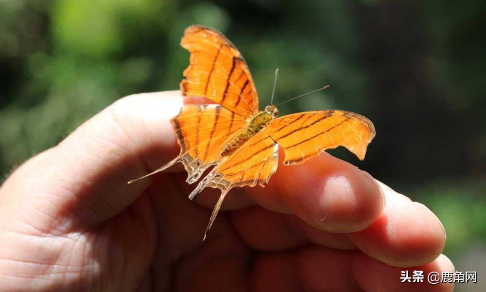 蝴蝶为什么不会直线飞,为什么蝴蝶不会飞