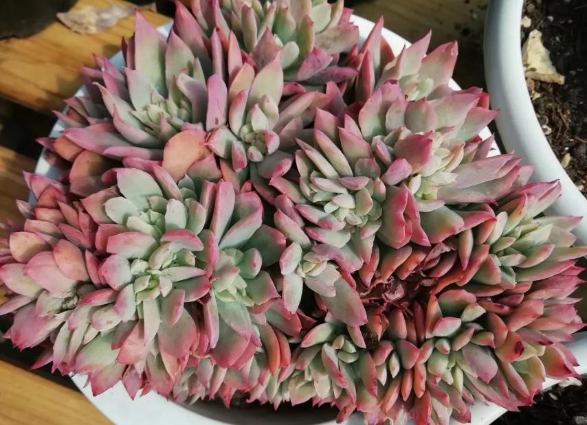 多肉养出状态来有多美？这102种多肉控养上色之后美呆了