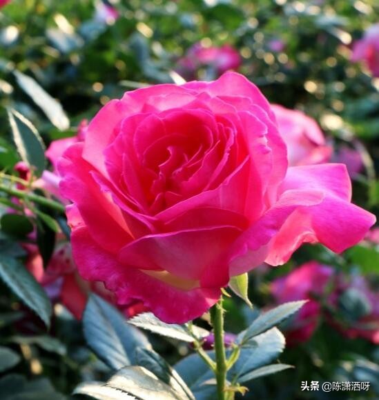 中国月季红色浓香,13种中国红月季让你美个爆