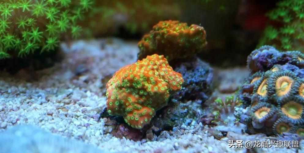 海缸最好养的生物,海缸最好养的软体生物