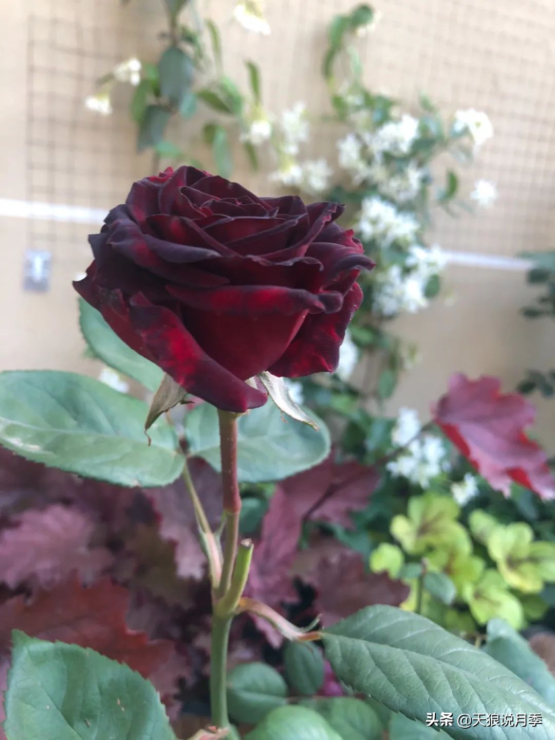 怎么打造露台小花园,如何打理自己的露台小花园