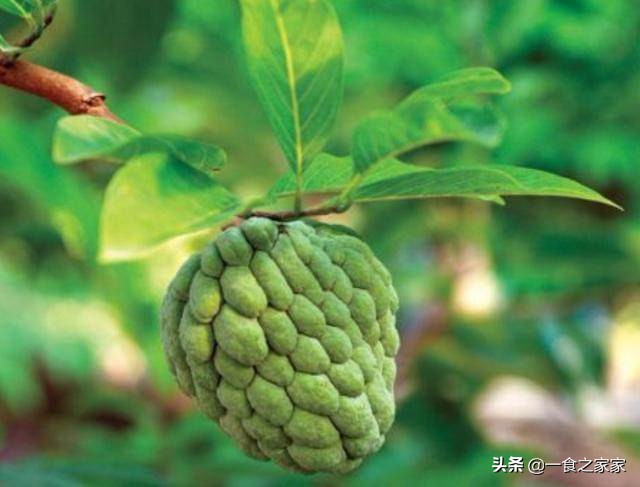 顶级水果排名前十名,顶级水果