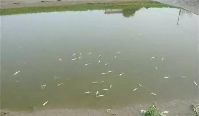 鱼养殖死亡率高,养殖淡水鱼烂尾烂嘴是什么问题