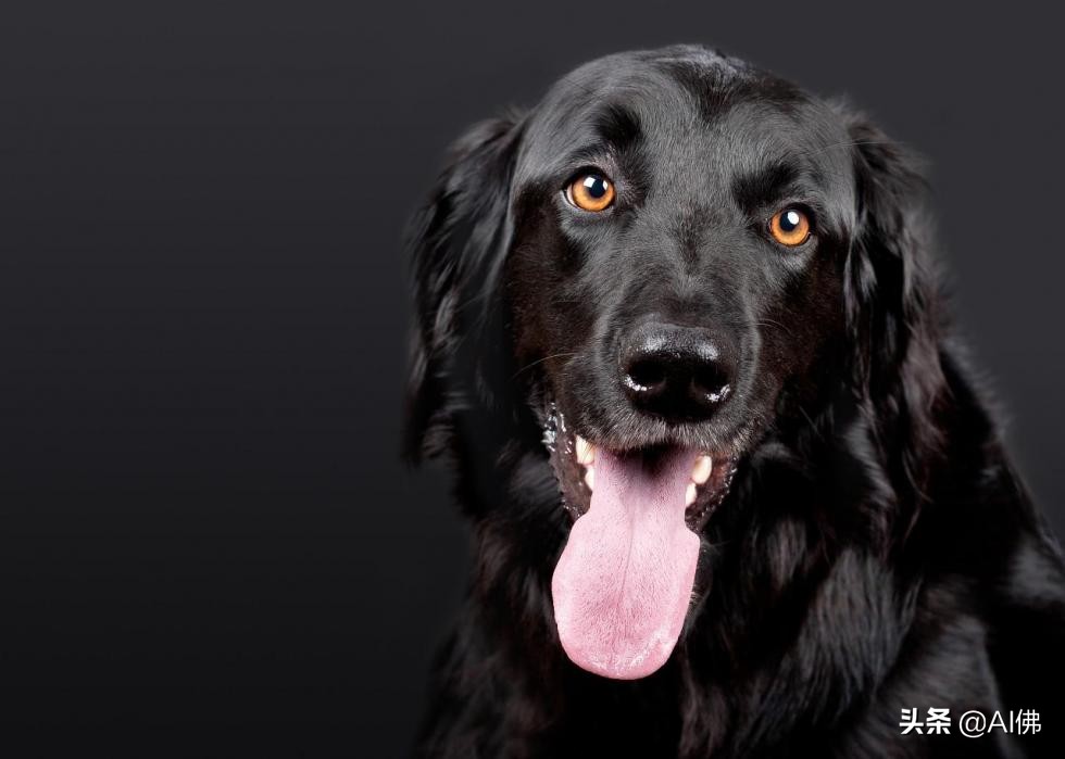 美国最受欢迎的100组小狗名字