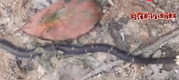 白头蝰和银环蛇,毒蛇白头