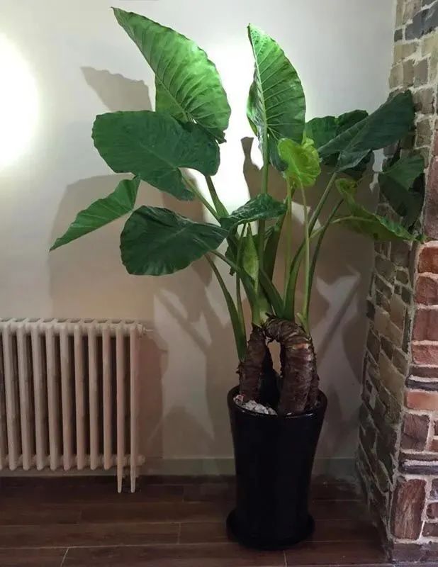 滴水观音是不是有毒的植物,滴水观音有毒为啥还有人养