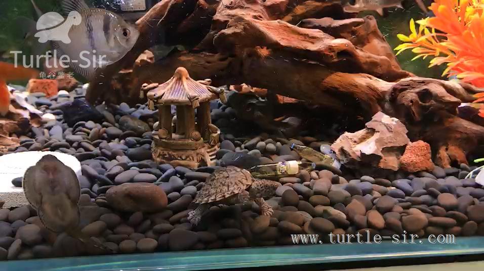 龟缸养龟怎么保持水质清澈,养龟之道如何掌握适宜龟缸水位