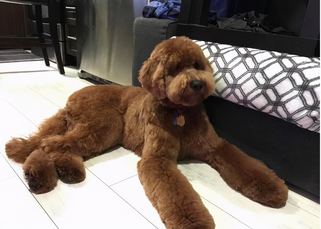 巨型贵宾犬为什么那么少人养,贵宾犬稀少了