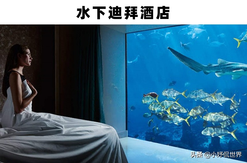 全球最大的三个大型水族馆,世界最著名的淡水水族馆