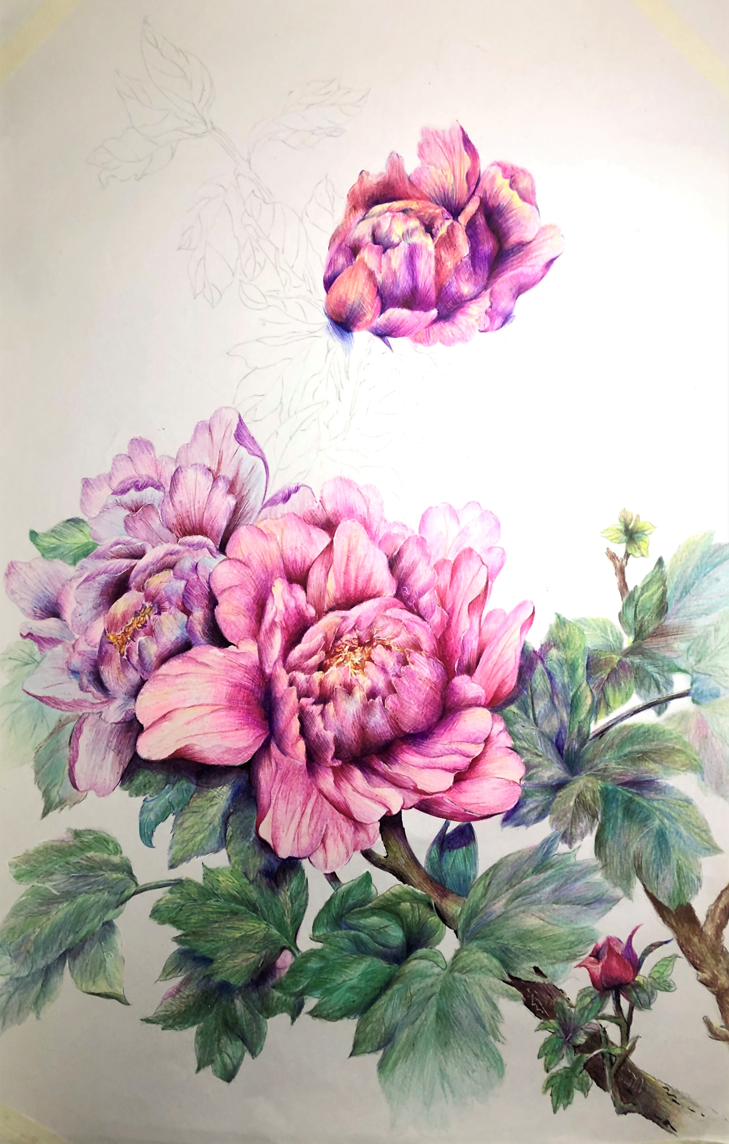 圆珠笔画牡丹教学,圆珠笔画牡丹的画法
