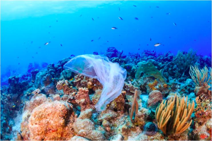 三文鱼说：我不“背锅”，“投毒”可能就是人类自己